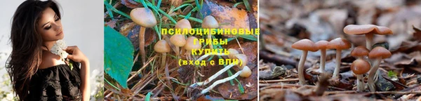 mdpv Новозыбков